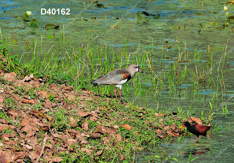 Southern Lapwing (Vanellus chilensis)